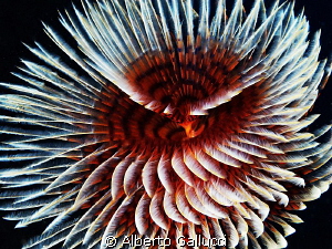 An underwater flower by Alberto Gallucci 